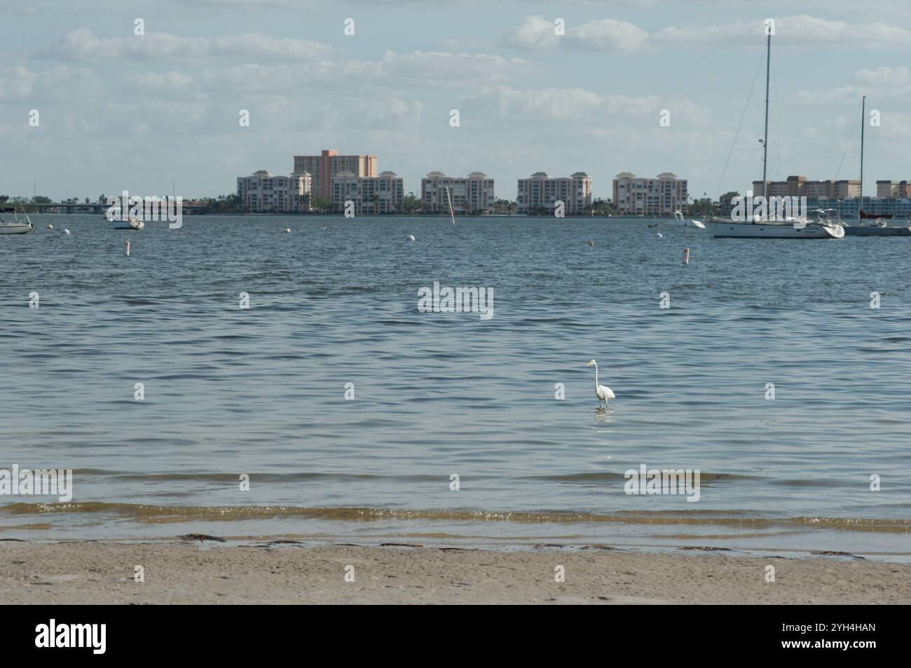 Bassa e ampia vista sulla spiaggia e sull'egret bianco, con acque poco profonde e barche a vela a Gulfport Florida Beach. Edifici e yacht molto indietro a Boca Foto Stock