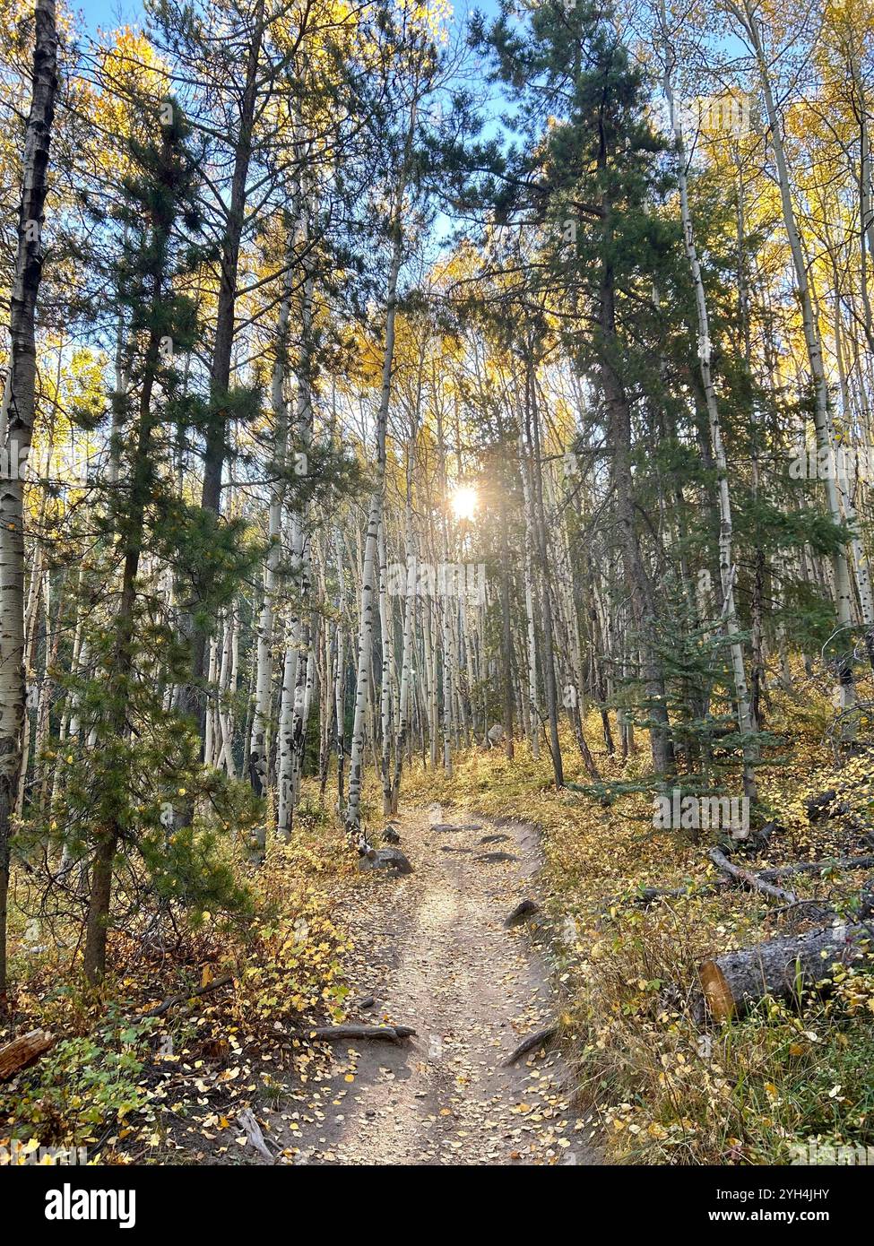 Meyer Ranch Park a Conifer, Colorado, autunno 2024 - Immagine stock catturata con smartphone