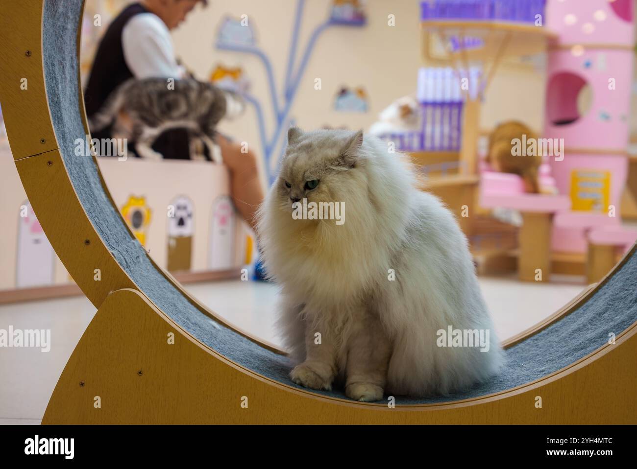 Un gatto soffice siede all'interno di una struttura circolare in legno in un bar per gatti. Lo sfondo presenta un decor pastello, disegni a tema gatto e altri interattili di gatti Foto Stock