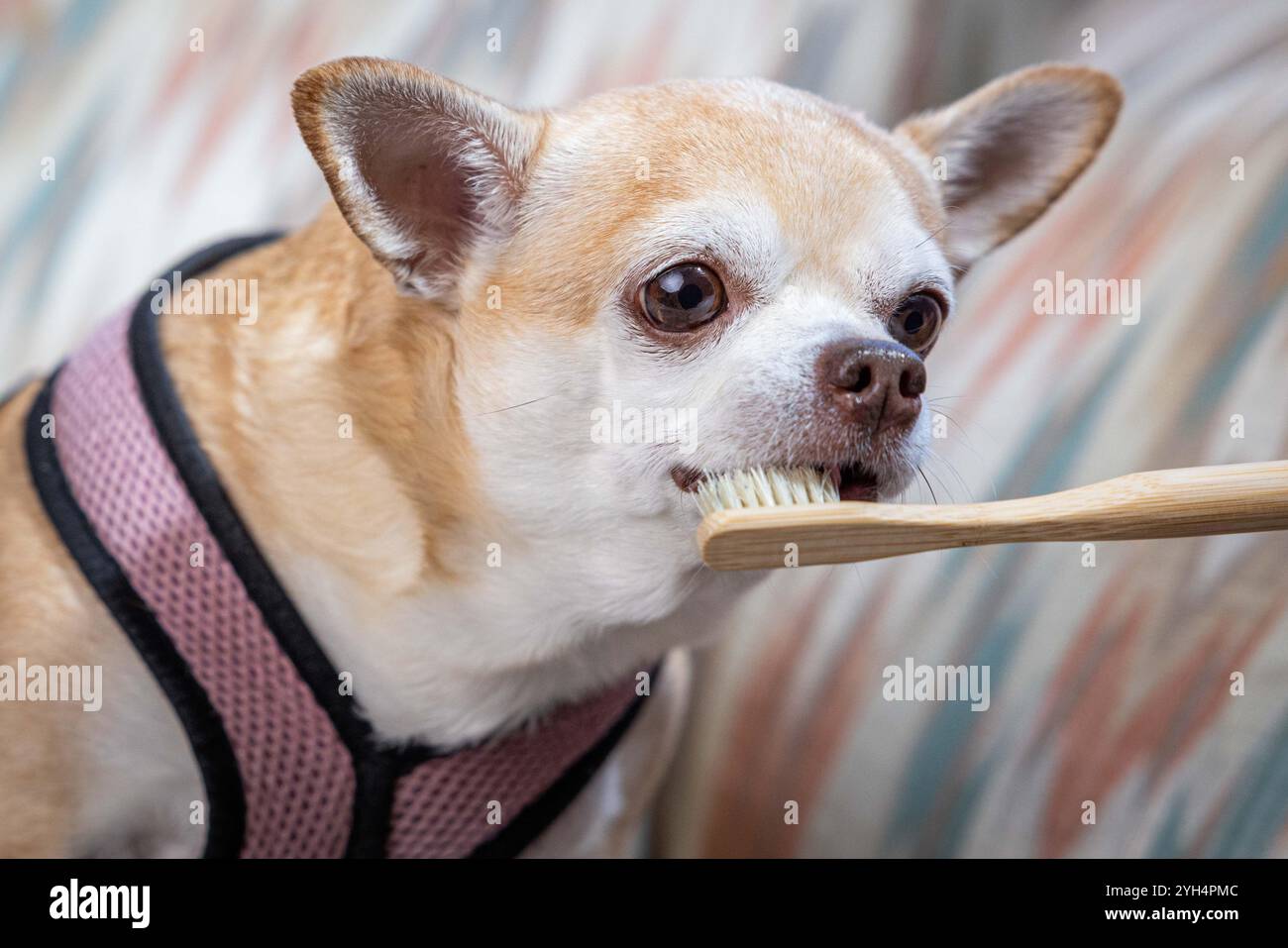 Un piccolo cane è seduto su un divano con una persona che tiene uno spazzolino da denti. Il cane indossa un'imbragatura rosa e i denti vengono spazzolati come una conce Foto Stock
