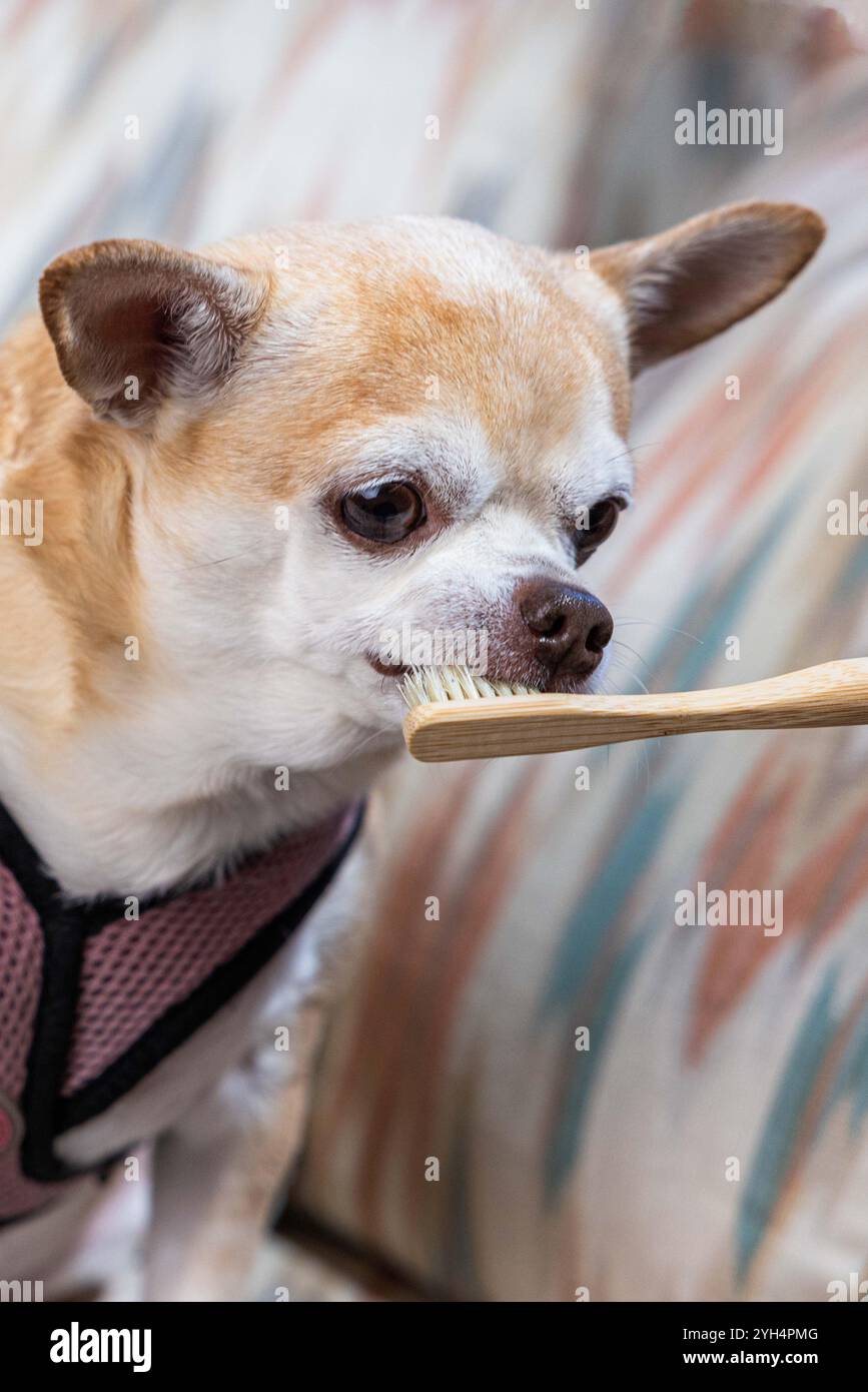 Un piccolo cane è seduto su un divano con una persona che tiene uno spazzolino da denti. Il cane indossa un'imbragatura rosa e i denti vengono spazzolati come una conce Foto Stock