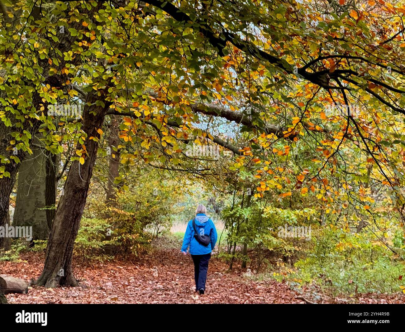 Donna in blu che cammina tra gli alberi autunnali vicino a Rivington, Chorley, Lancashire Regno Unito Foto Stock
