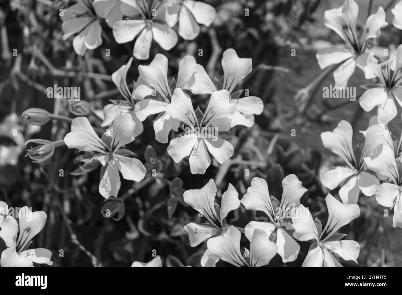 Pelargonium peltatum (pelargonium con lievito d'edera) fiore bianco, una pianta perenne in agitazione con foglie a forma di cuore in bianco e nero Foto Stock