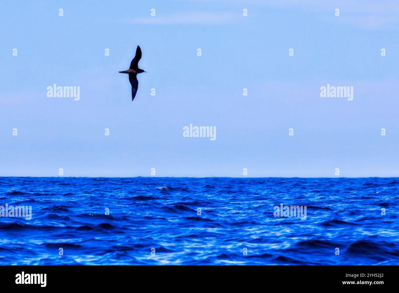 Dar da mangiare agli uccelli marini aperti che volano sulla superficie dell'oceano Pacifico al largo della costa australiana di Newcastle. Foto Stock