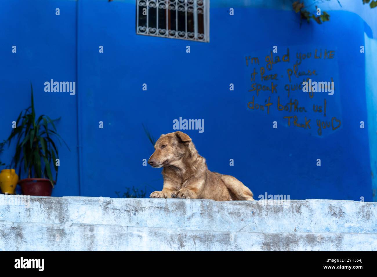 Un cane davanti a un muro dipinto di blu con un messaggio scritto a mano per ricordare ai turisti di parlare rapidamente alla medina di Chefchaouen, in Marocco. Foto Stock