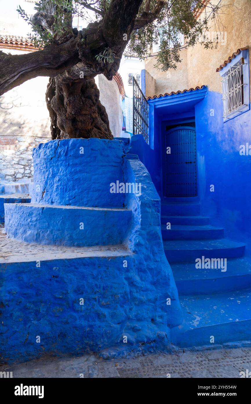 Muro di contenimento di colore blu intorno a un albero in una casa a Chefchaouen, Marocco. Foto Stock