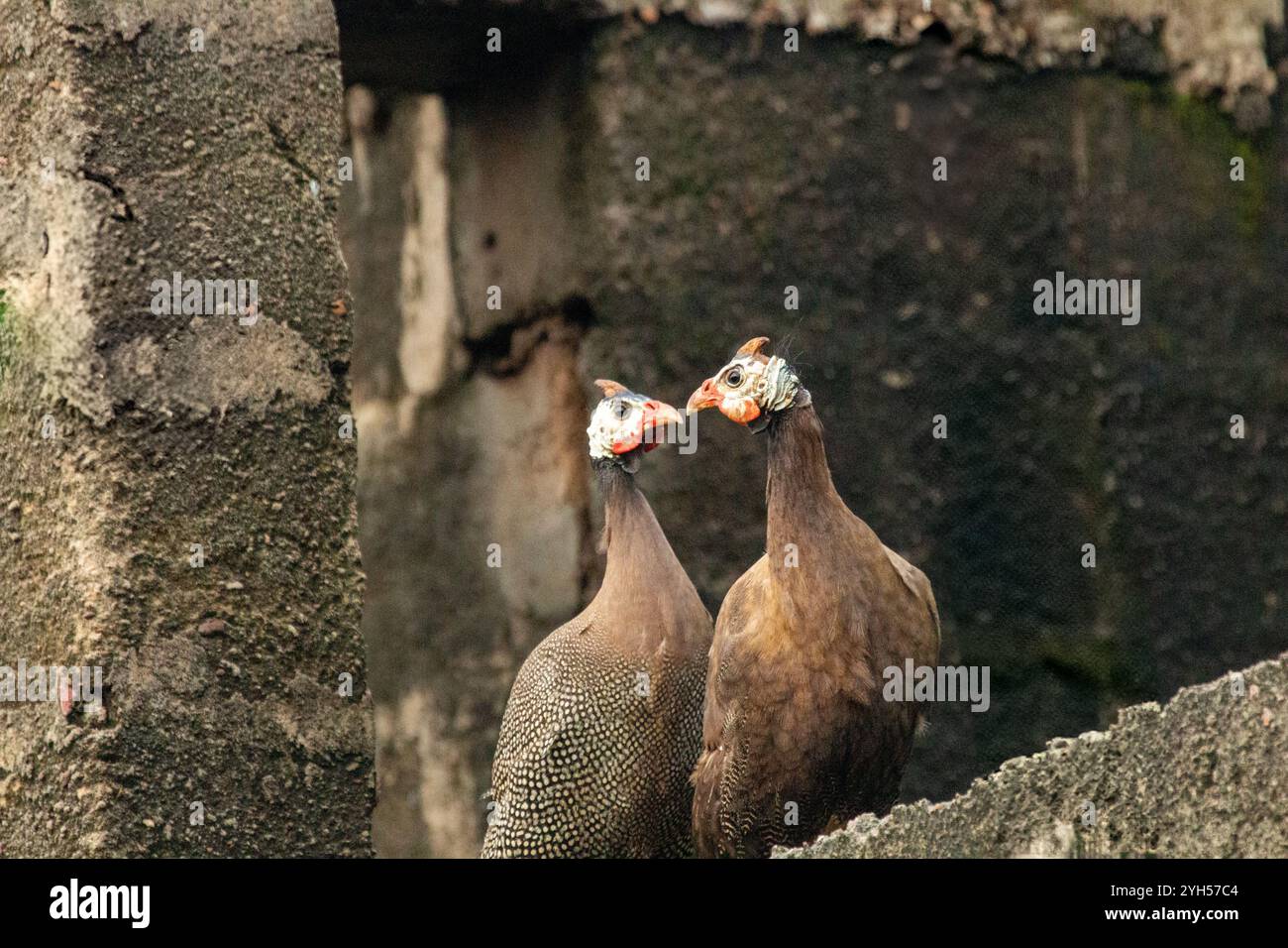 Coppia di Guinea Fowl Numida meleagris con casco arroccato sul bordo di una finestra in una rovina urbana, Enugu, Nigeria Foto Stock