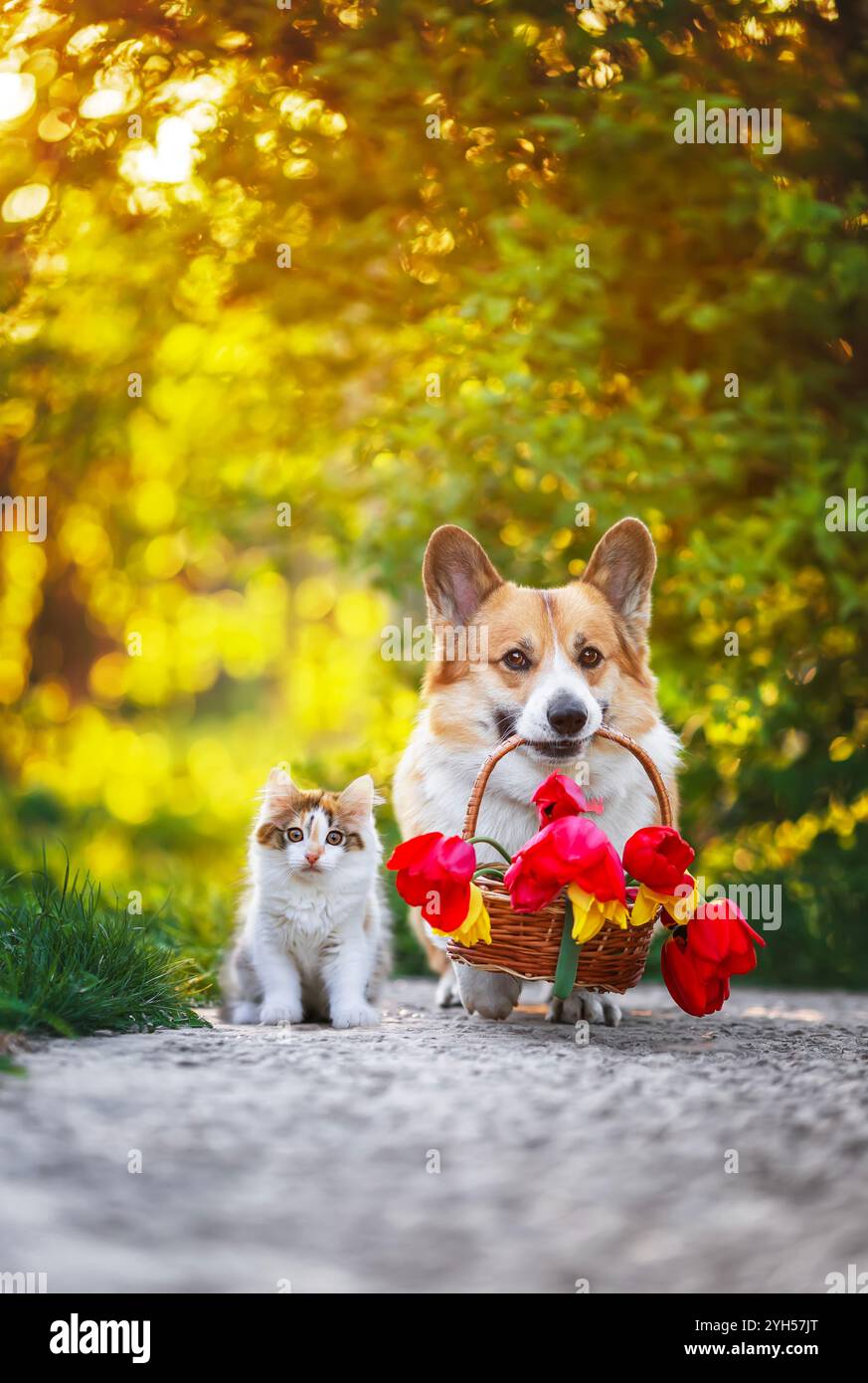 cane da compagnia con cesto di tulipani e gattino seduto nel soleggiato giardino primaverile Foto Stock
