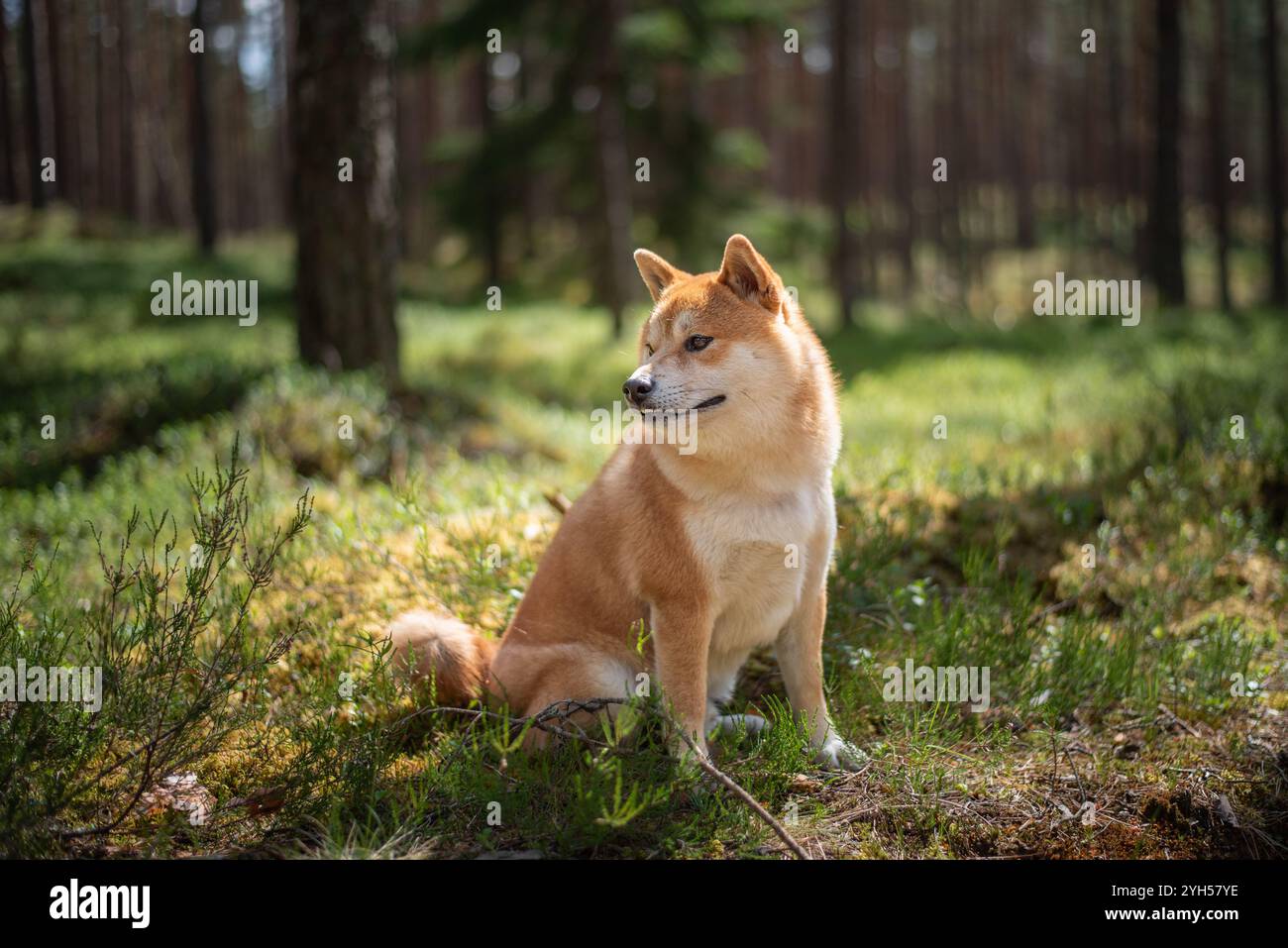 Il cane Shiba inu è seduto sul muschio nella pineta in un giorno d'estate soleggiato Foto Stock