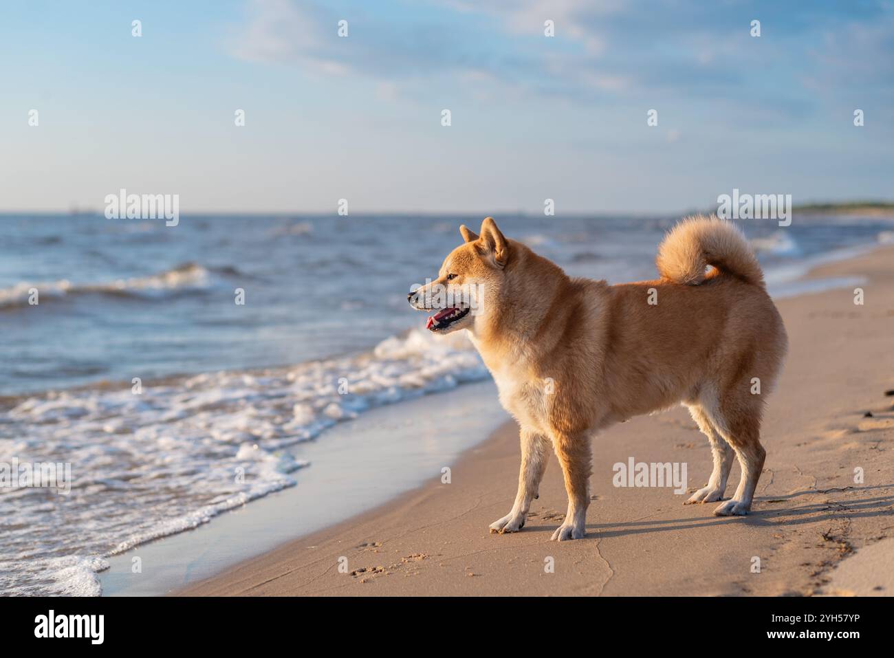Il cane Shiba inu è in piedi sulla spiaggia di sabbia nelle giornate di sole Foto Stock