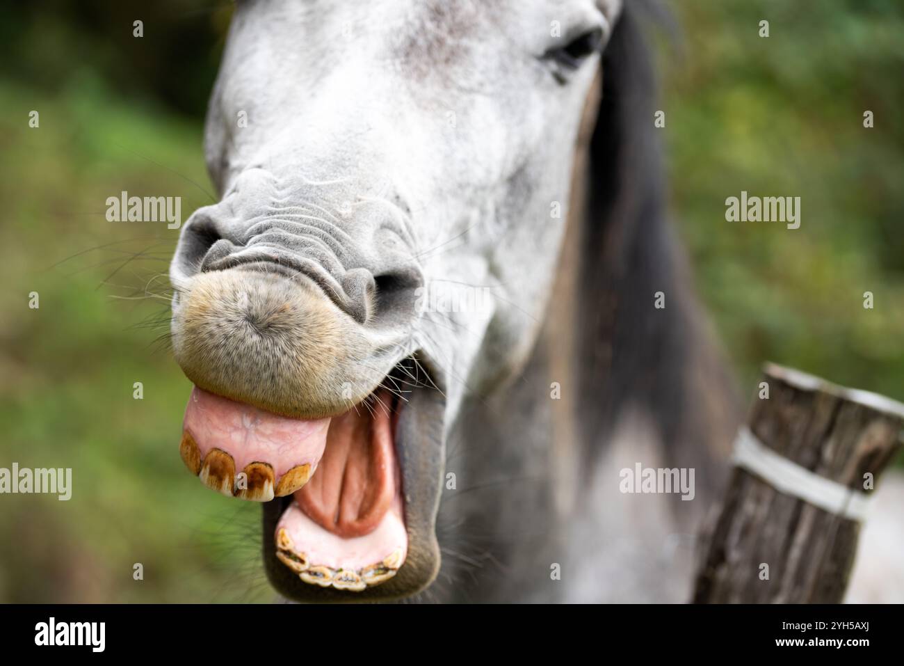 Cavallo che ride mostrando i denti. Ritratto di un cavallo grigio bianco pallido. Foto Stock