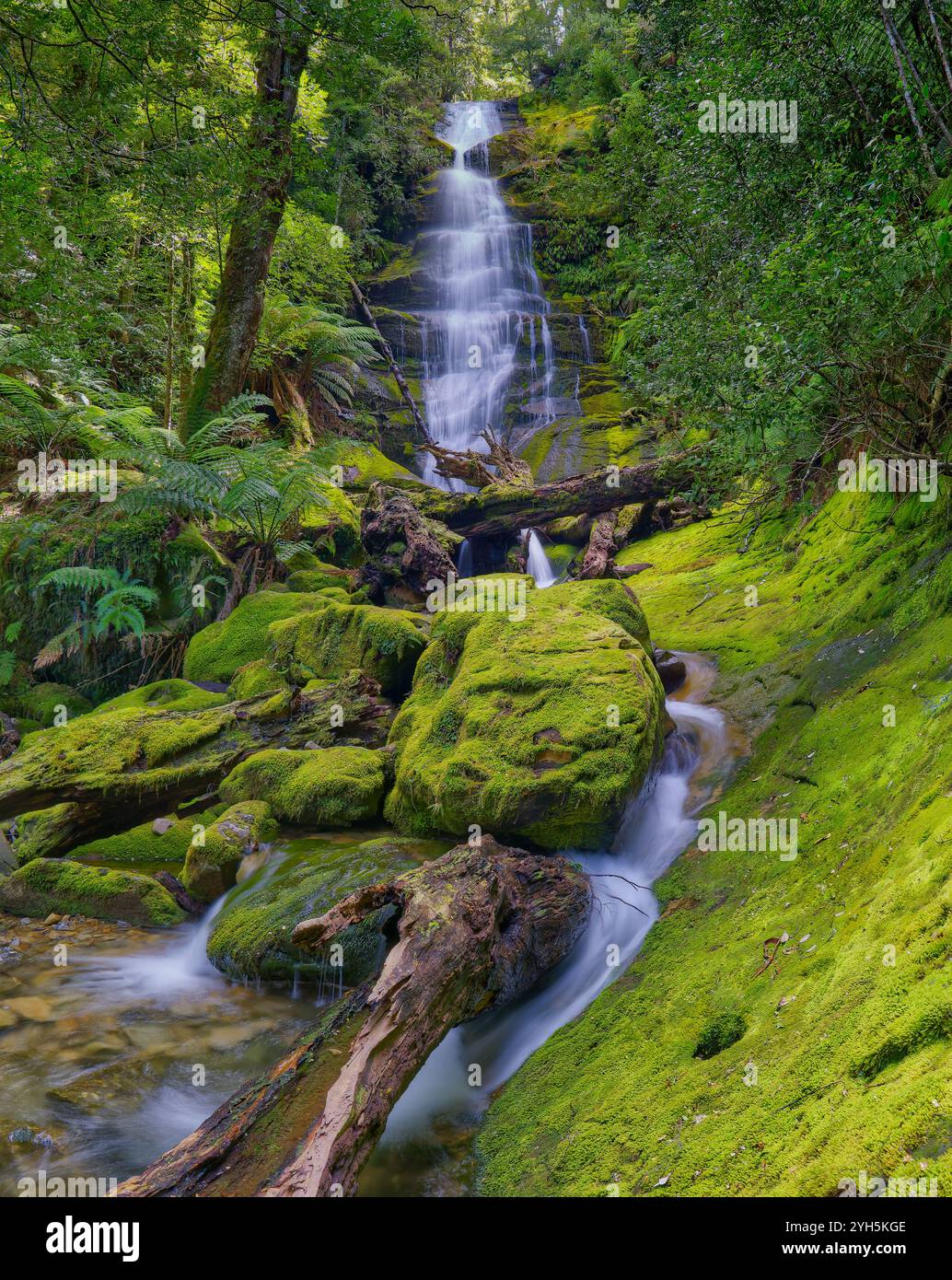 Meander Forest Reserve, Tasmanian Wilderness World Heritage area, Australia Foto Stock