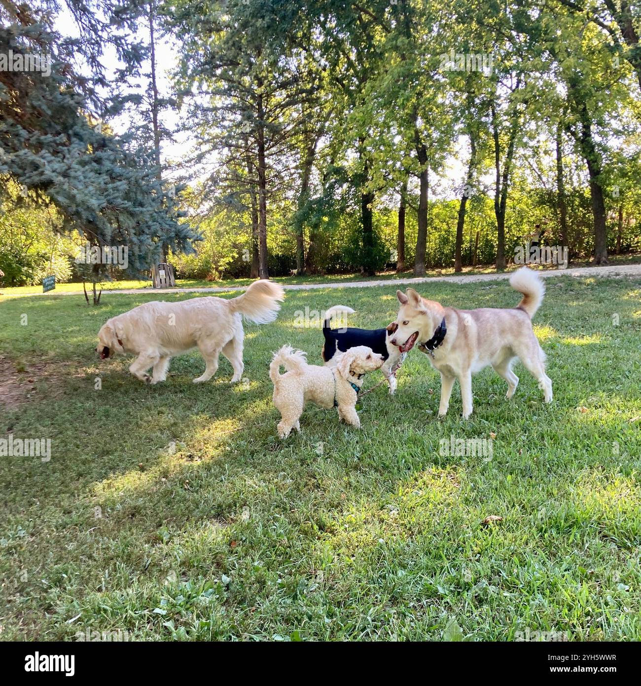 I cani si salutano in un parco per cani vicino a Milwaukee, Wisconsin, Stati Uniti. Foto Stock