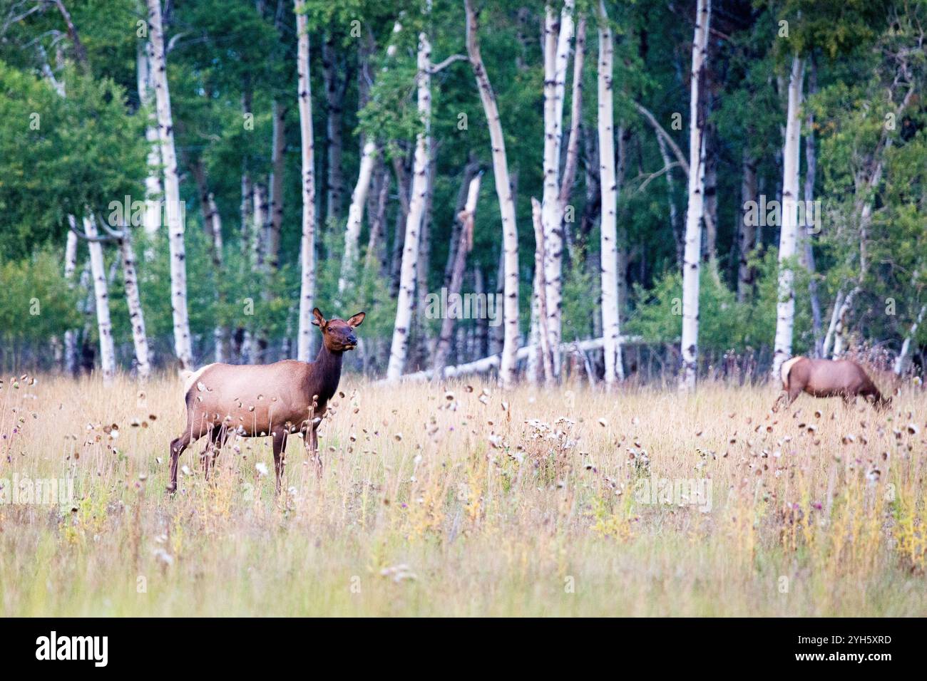 Un alce mucca guarda in alto dal pascolo, attento ai rumori nelle vicinanze, vicino a Teton Village, Wyoming. Foto Stock