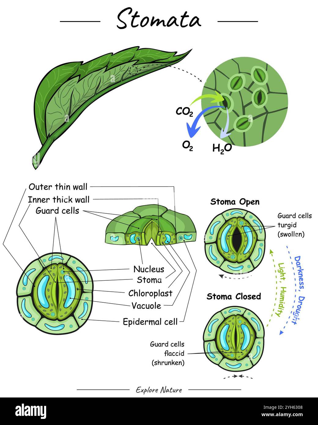 Illustrazione vettoriale Parts Stomata in un impianto. struttura e sistema. Pronto all'uso e facile da modificare. Foto Stock