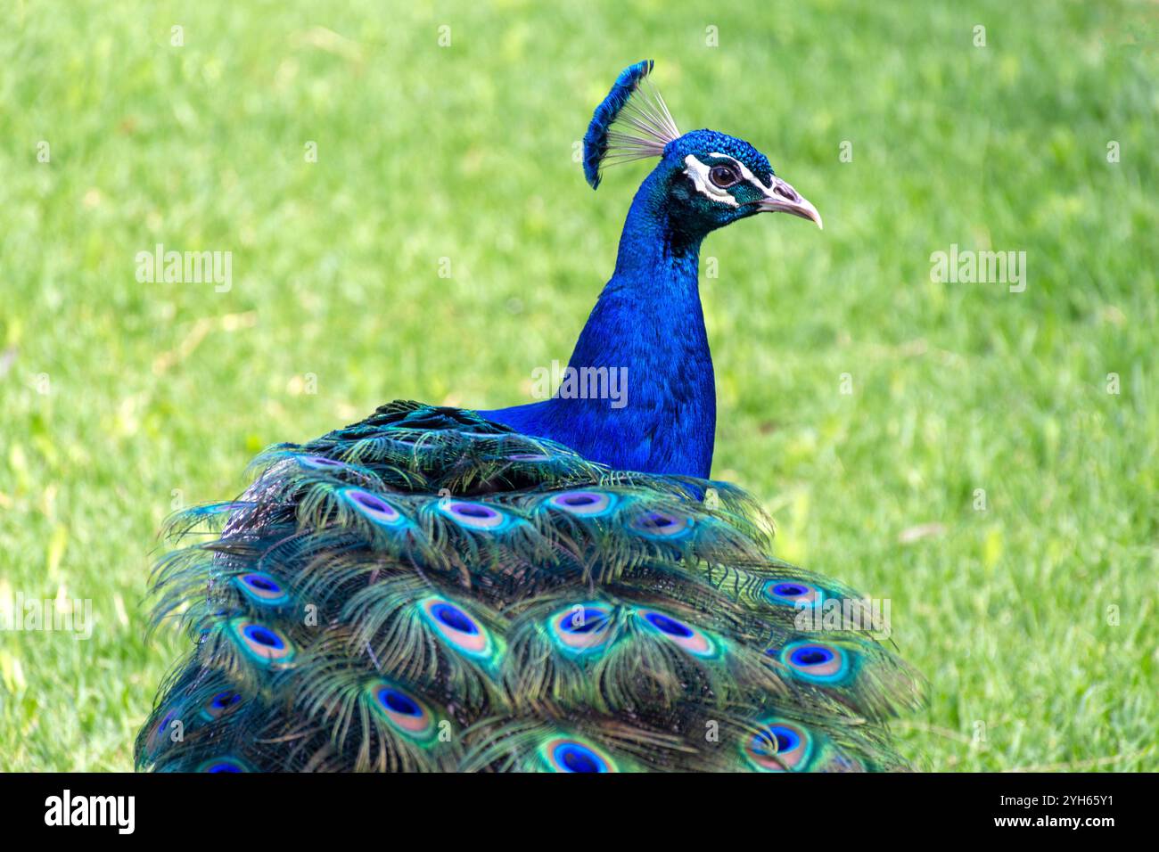 Il pavone indiano (Pavo cristatus) presso Maggie Beer's Farm Shop, Pheasant Farm Road, Nuriootpa, Barossa Valley, Australia meridionale, Australia Foto Stock