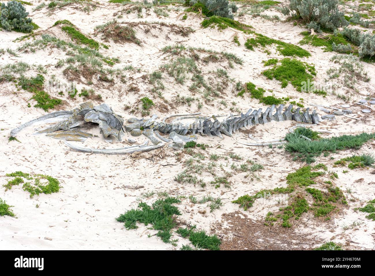 Scheletro di megattere al Seal Bay Conservation Park, Kangaroo Island (Karta Pintingga), Australia meridionale, Australia Foto Stock