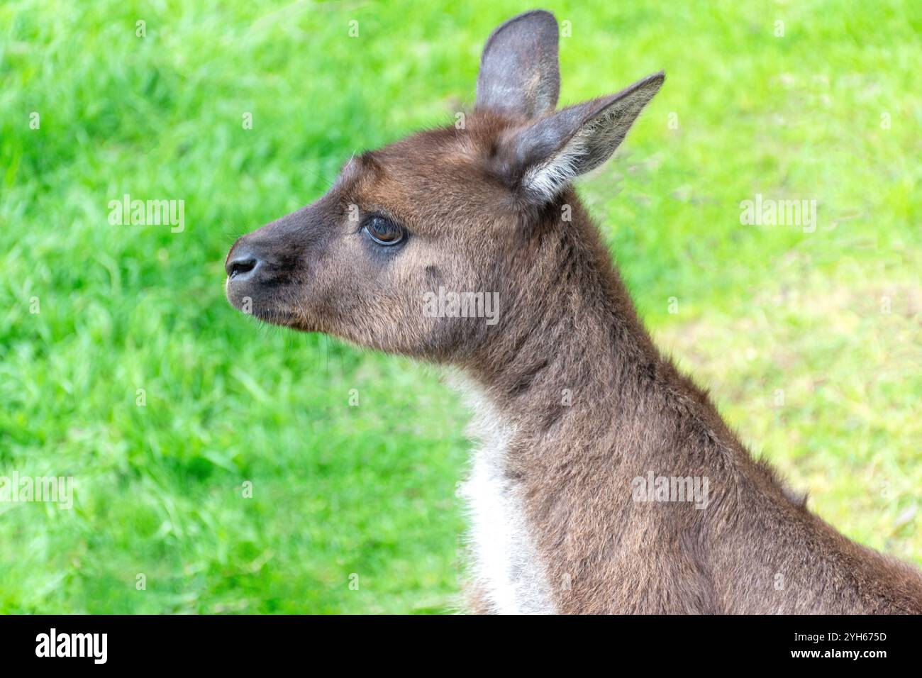 Canguro grigio di Kangaroo Island a Kangala Kangaroo and Wildlife Rescue, Hog Bay Road, Kangaroo Island (Karta Pintingga), Australia meridionale, Australia Foto Stock