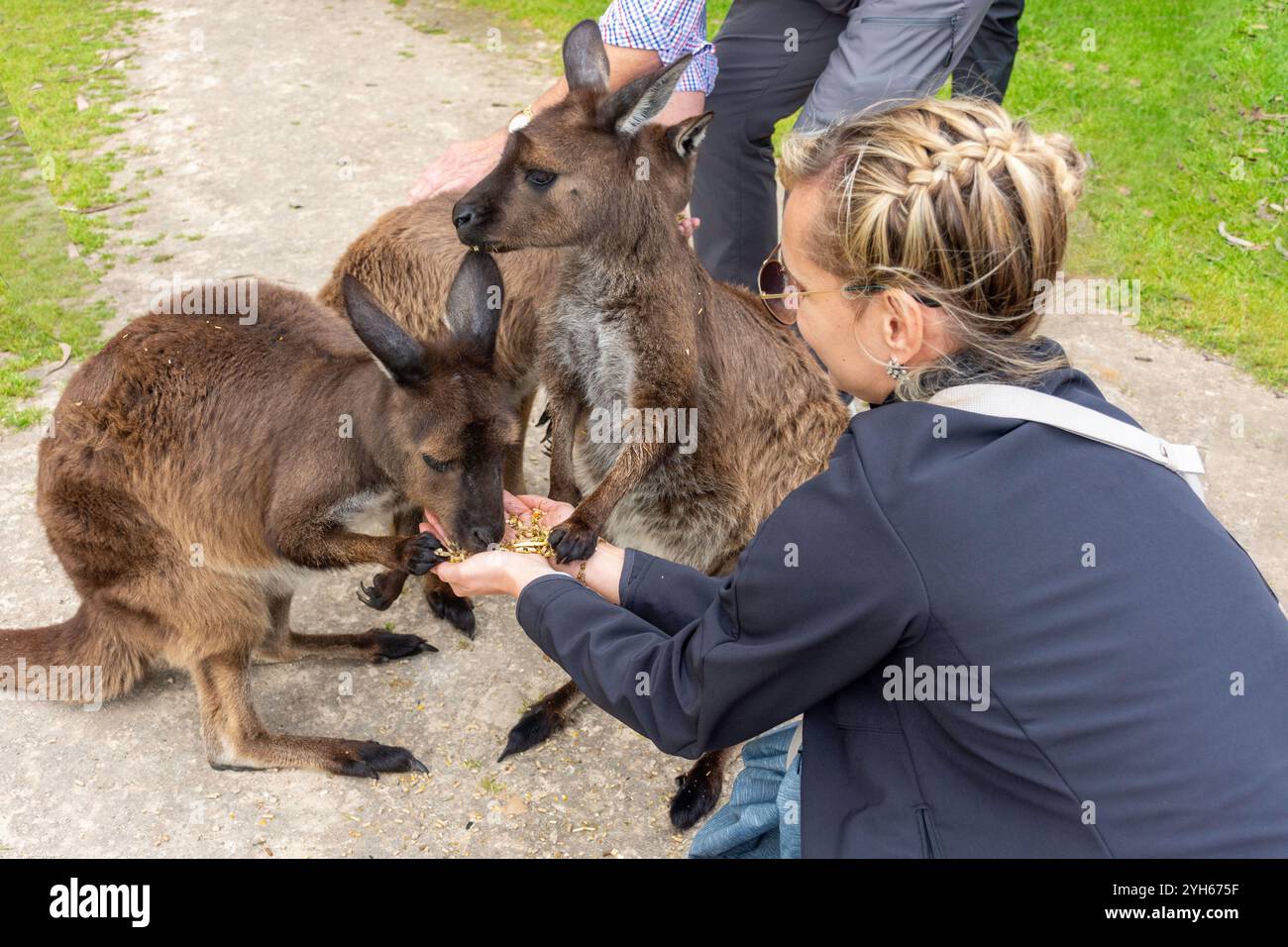 Donna che nutre il canguro grigio al Kangala Kangaroo and Wildlife Rescue, Hog Bay Road, Kangaroo Island (Karta Pintingga), Australia meridionale, Australia Foto Stock