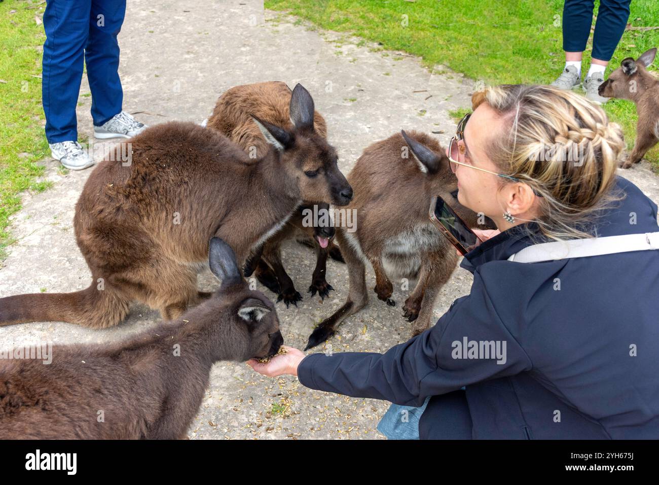 Donna che nutre il canguro grigio al Kangala Kangaroo and Wildlife Rescue, Hog Bay Road, Kangaroo Island (Karta Pintingga), Australia meridionale, Australia Foto Stock