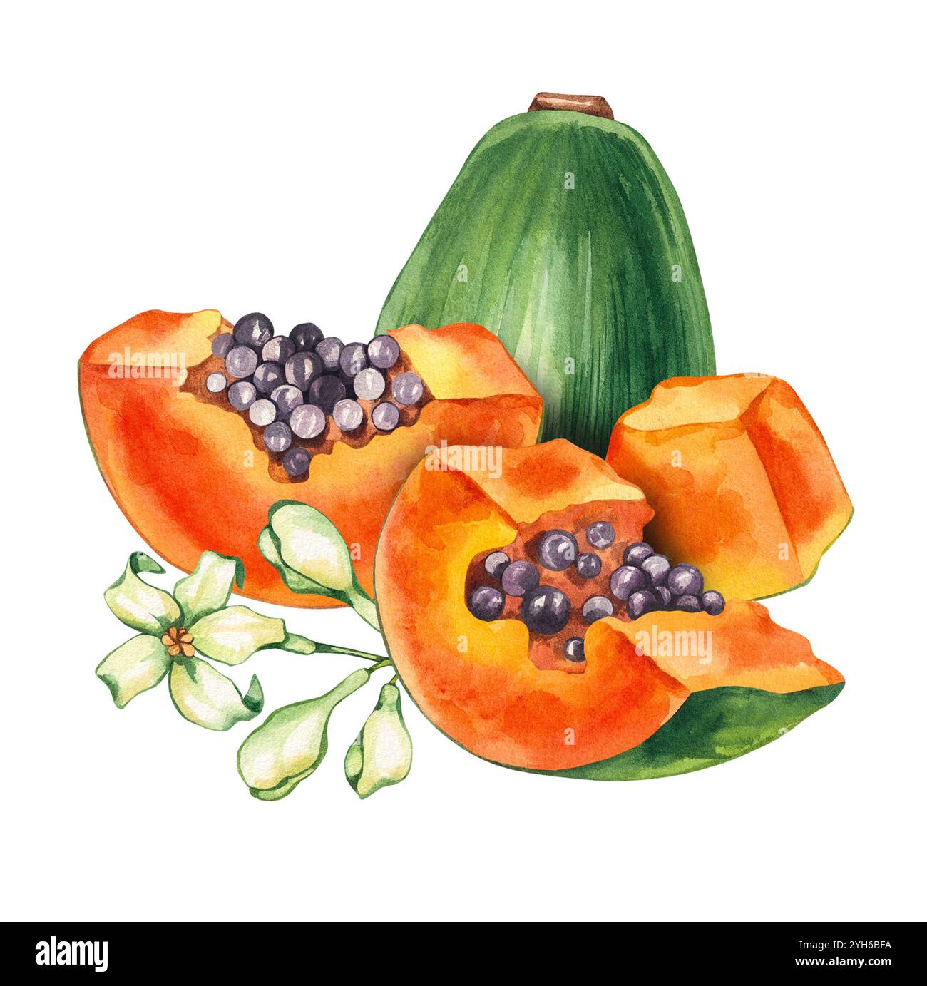 Papaya acquerello tropicale frutta disegnata a mano isolata Foto Stock
