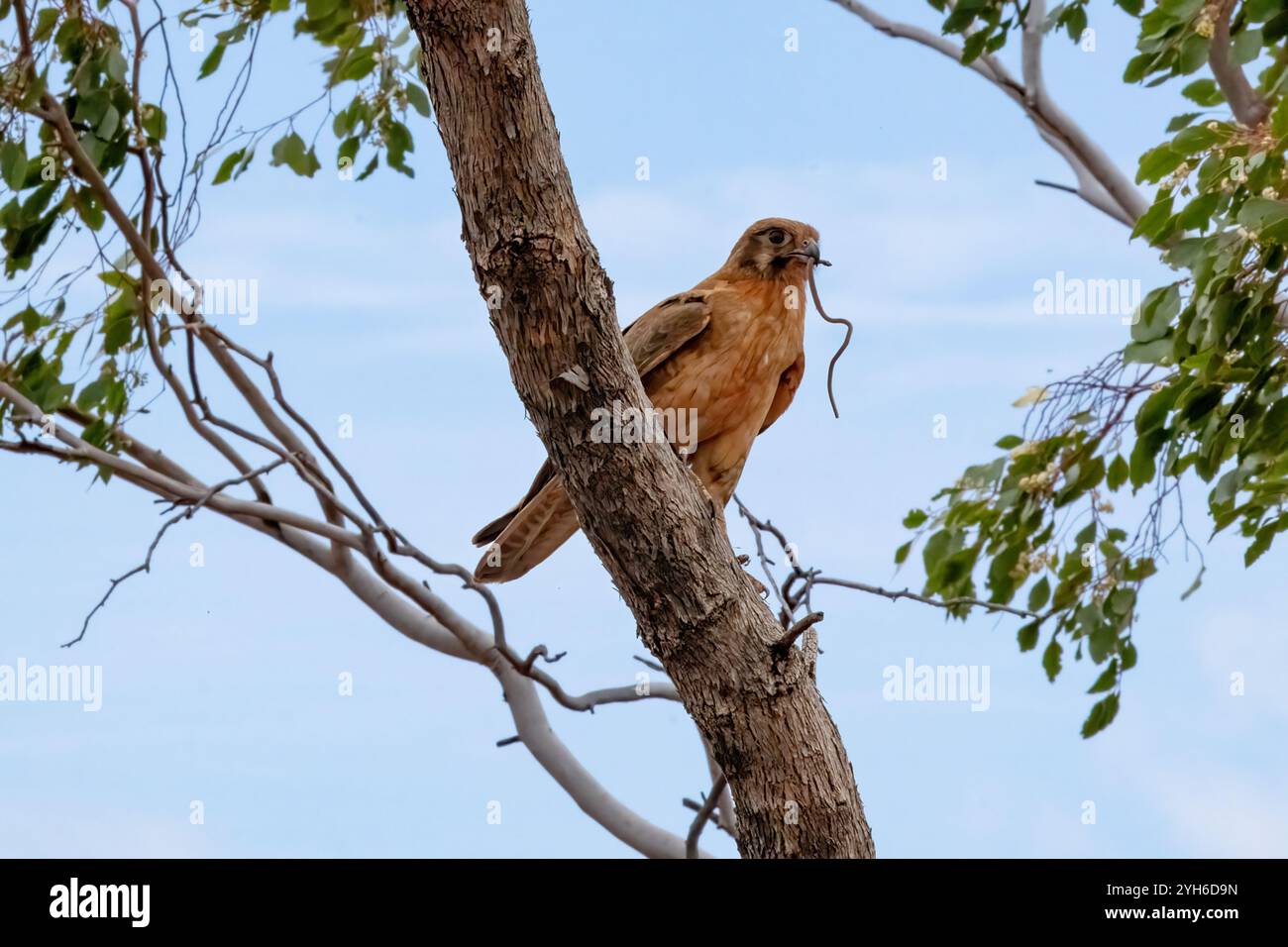 Falcon marrone (Falco berigora) con serpente in becco, Queensland, QLD, Australia Foto Stock