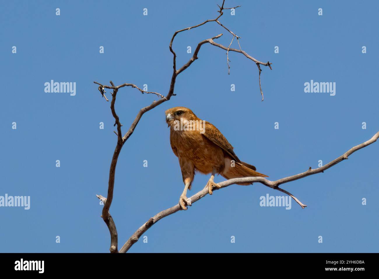 Falcon marrone (Falco berigora) arroccato su un albero, Queensland, QLD, Australia Foto Stock