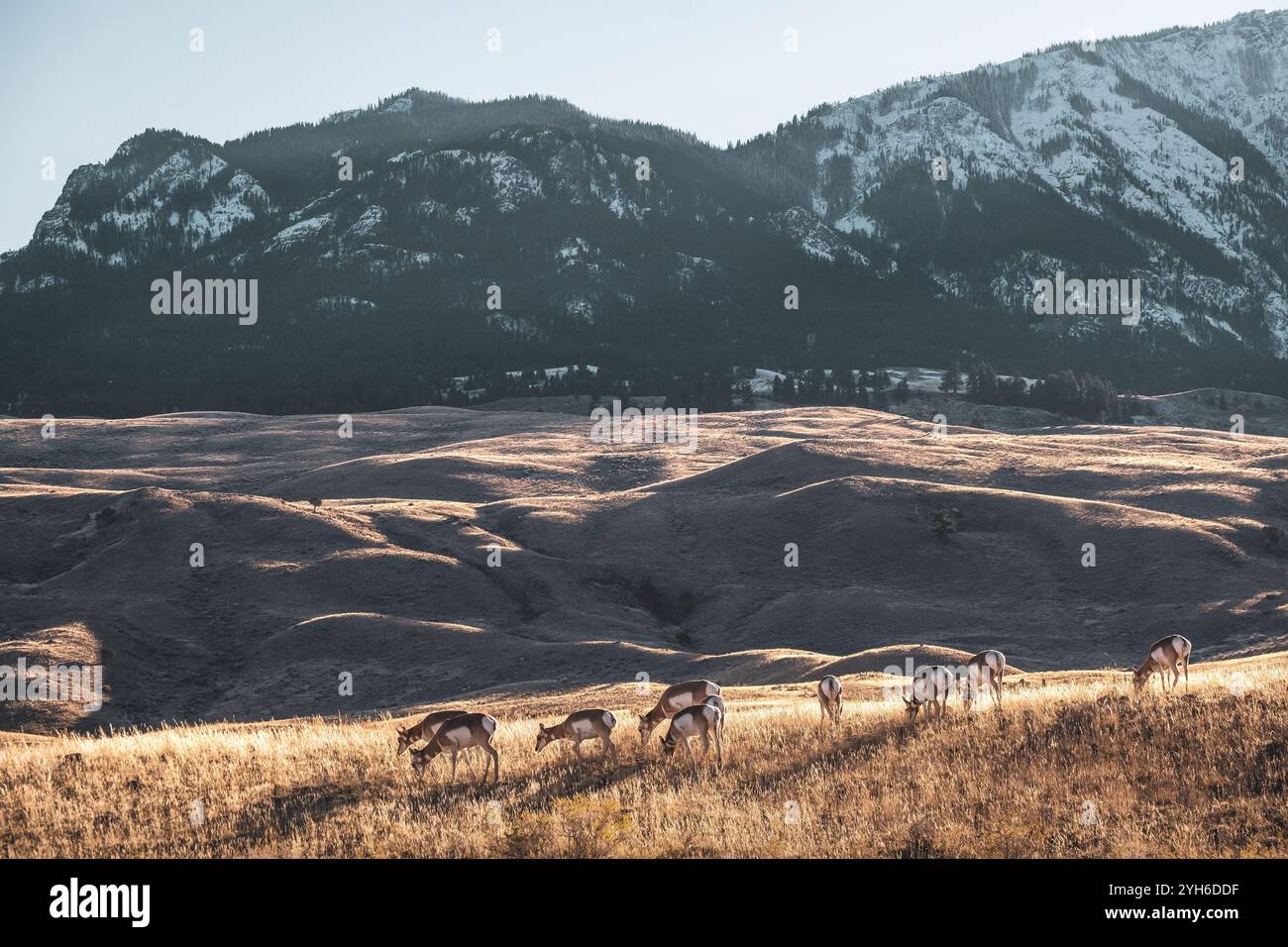 Antilopi di Pronghorn pascolano in un vecchio cimitero dei pionieri nel parco nazionale di Yellowstone, Montana Foto Stock Antilopi di Pronghorn pascolano in un vecchio cimitero dei pionieri nel parco nazionale di Yellowstone, Montana Foto Stock