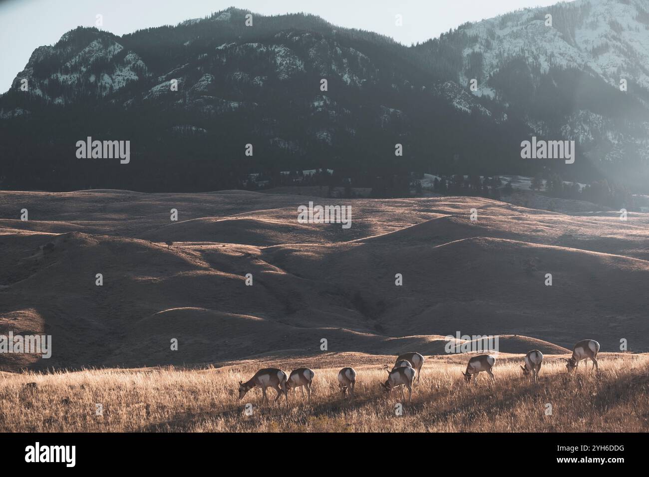 Antilopi di Pronghorn pascolano in un vecchio cimitero dei pionieri nel parco nazionale di Yellowstone, Montana Foto Stock