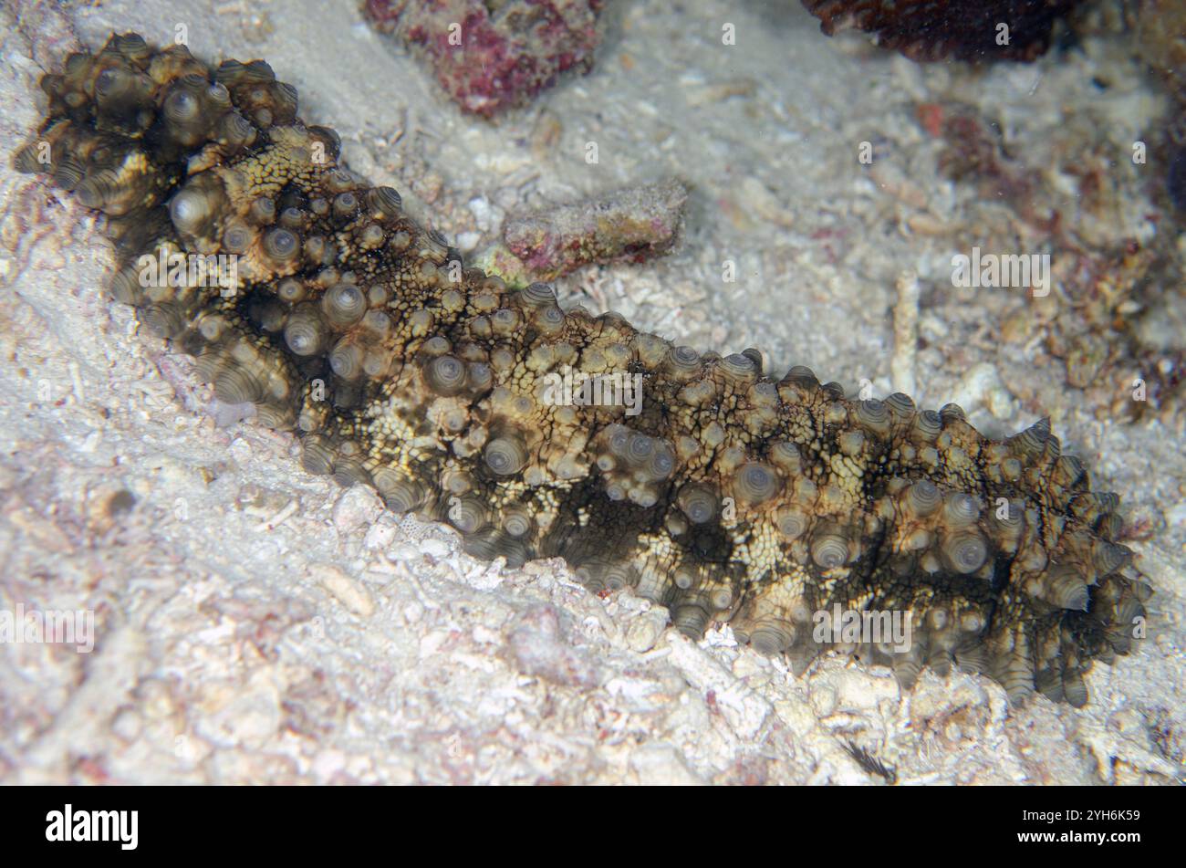 Cetriolo marino di Selenka, Stichopus horrens, con lunghe papillae, immersioni notturne, sito di immersione di Keruo, Misool, Raja Ampat, Papua Occidentale, Indonesia Foto Stock