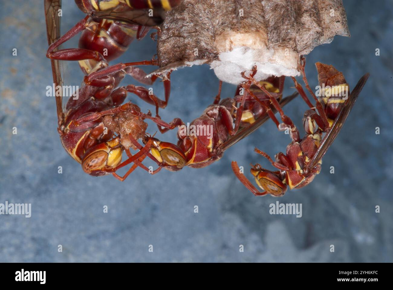 Tre vespe di carta o ombrello stanno comunicando e si stanno occupando della manutenzione dei nidi e dell'espansione nell'Outback Australia. Foto Stock