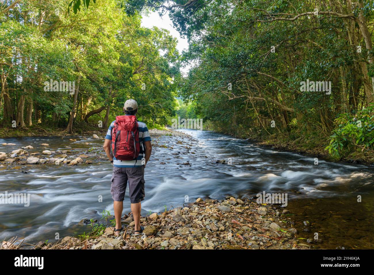 Pietre del fiume in primo piano che separano due rami fluenti di Crystal Creek che scorrono attraverso il lussureggiante habitat tropicale della foresta pluviale a Redlynch a Cairns. Foto Stock