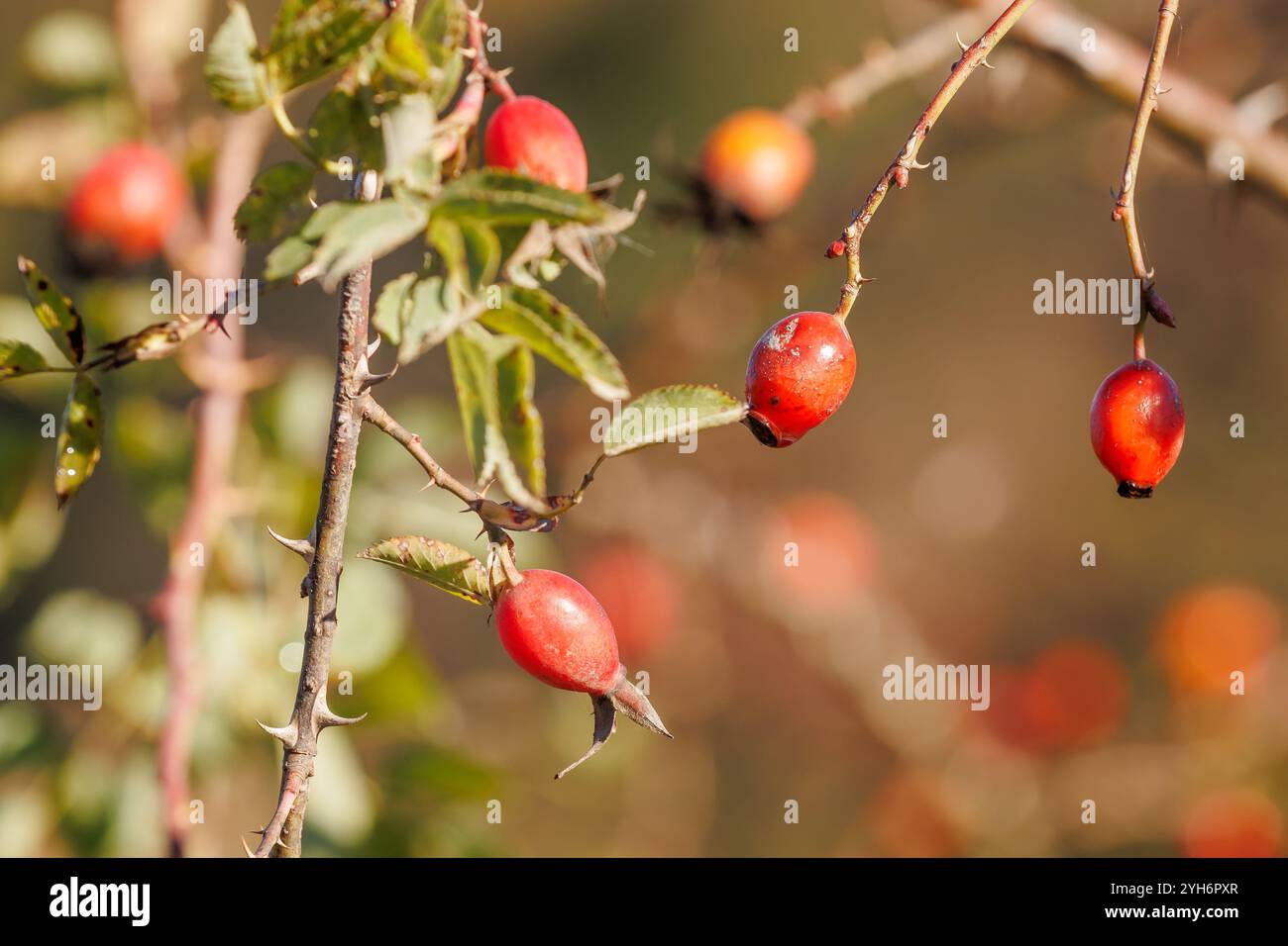 Bacche di rosehip rosse sui rami. Romantica natura morta autunnale con rosa fianchi. Una bella foto di una rosa alla moda in un parco cittadino. Fianchi rosa maturi appesi Foto Stock