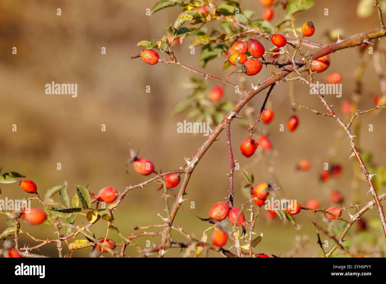 Una bella foto di una rosa alla moda in un parco cittadino. I frutti rosehip maturi appesi sul cespuglio, con le loro tonalità di rosso e arancione brillante, segnalano l'inizio di Foto Stock