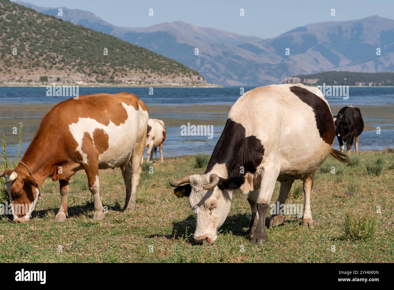 Mucche pascolano pacificamente vicino al lago, una scena serena sotto un cielo limpido. Colline e montagne sullo sfondo Foto Stock