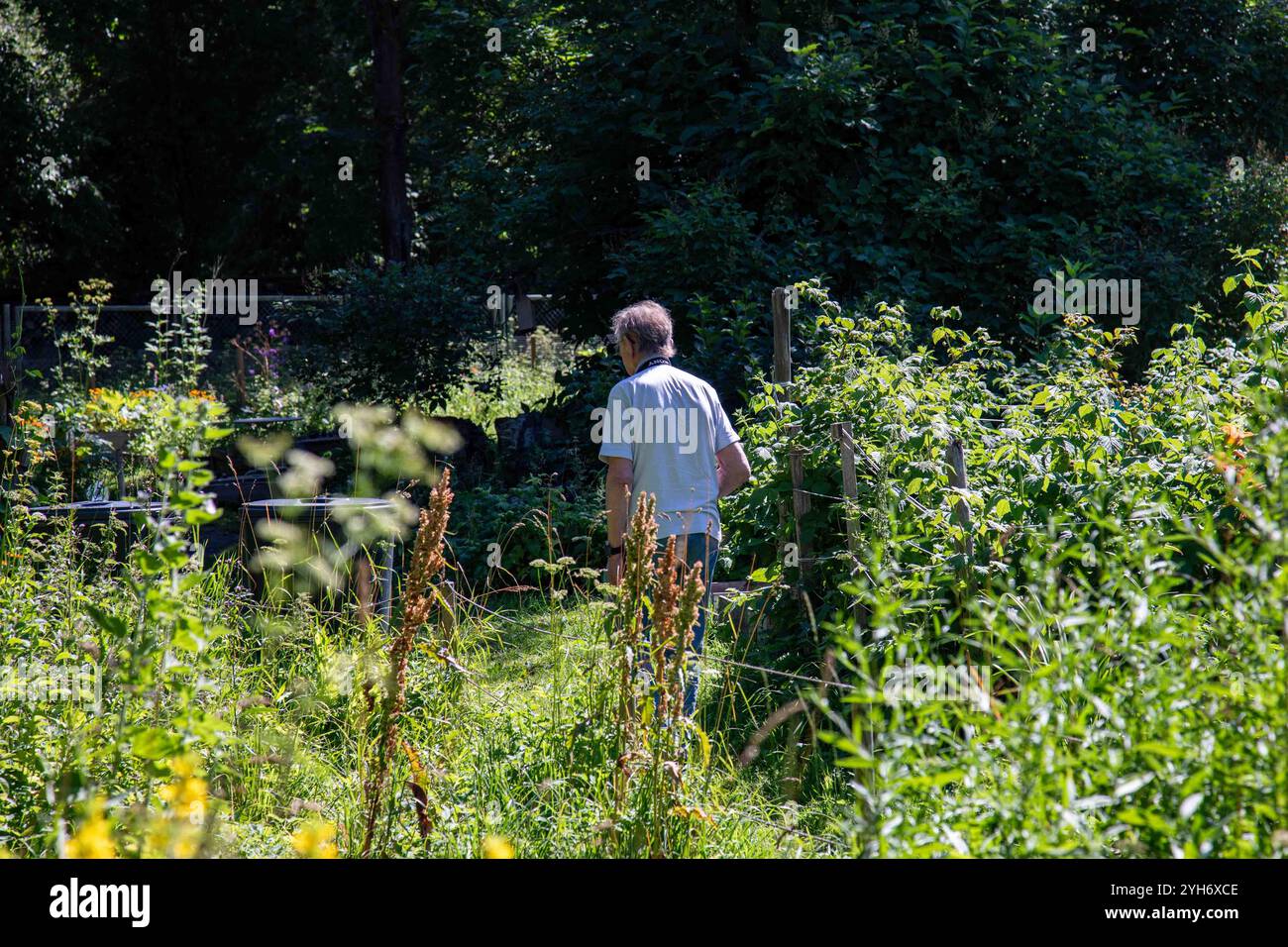 Vista posteriore di un uomo nel giardino di Lapinlahti a Helsinki, Finlandia Foto Stock