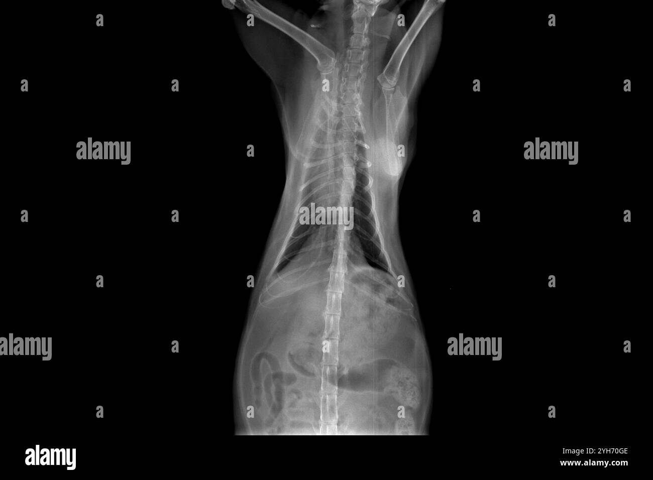 Radiografia di un vecchio gatto con cancro prima dell'intervento chirurgico, medicina veterinaria, trattamento e diagnostica Foto Stock