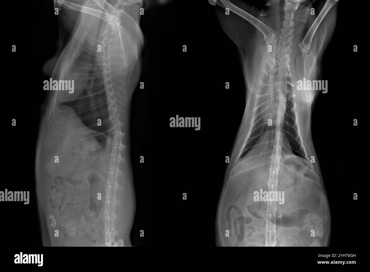 Radiografia di un vecchio gatto con cancro prima dell'intervento chirurgico, medicina veterinaria, trattamento e diagnostica Foto Stock