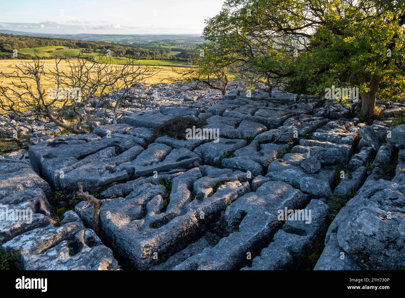 Area di pavimentazione calcarea a Newbiggin Crags vicino a Burton-in-Kendal, Cumbria, Inghilterra. Foto Stock