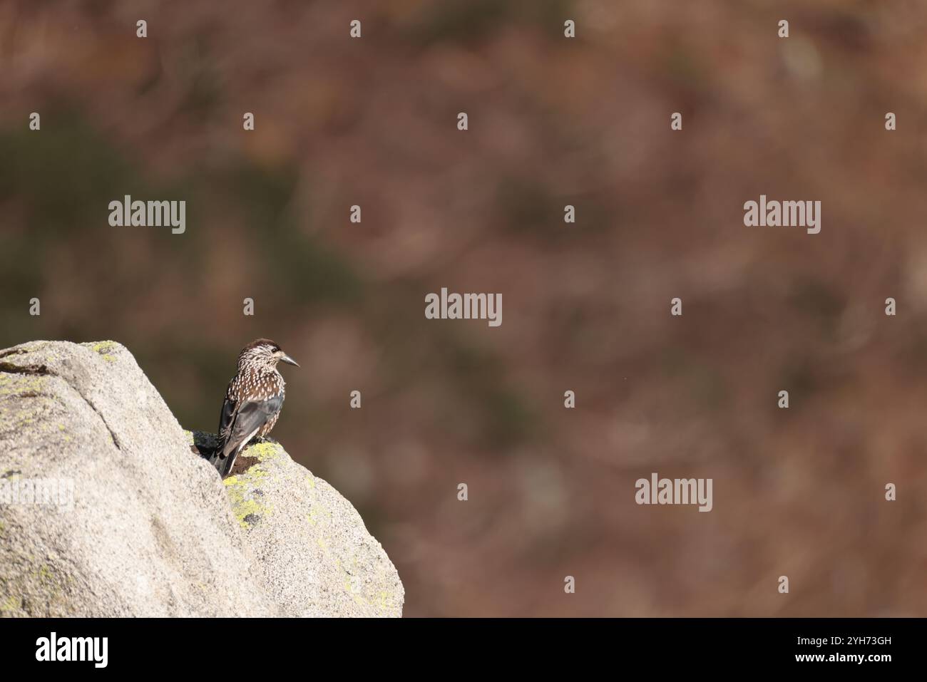 Northern nutcracker o Spotted nutcracker o Eurasian nutcracker (Nucifraga caryocatactes japonica ) è un uccello passerino della famiglia Corvidae. Foto Stock