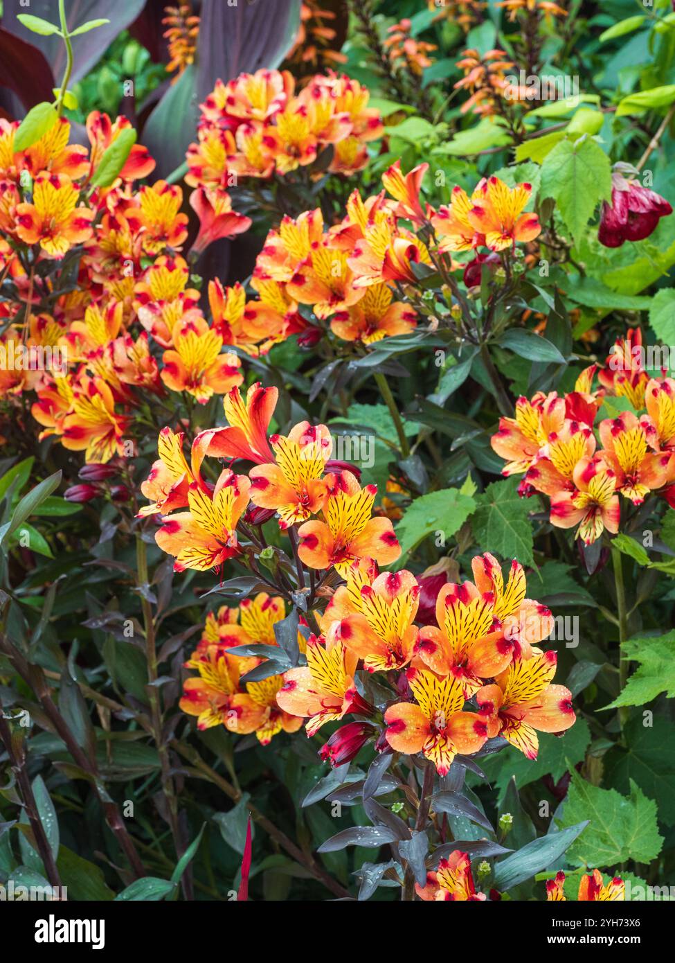 Fiori di giallo brillante e rosso contrastano con il fogliame di bronzo della lunga fioritura perenne, l'Alstroemeria 'Indian Summer' Foto Stock