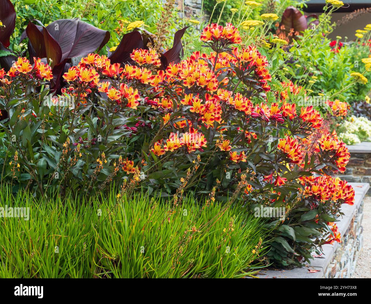 Fiori di giallo brillante e rosso contrastano con il fogliame di bronzo della lunga fioritura perenne, l'Alstroemeria 'Indian Summer' Foto Stock