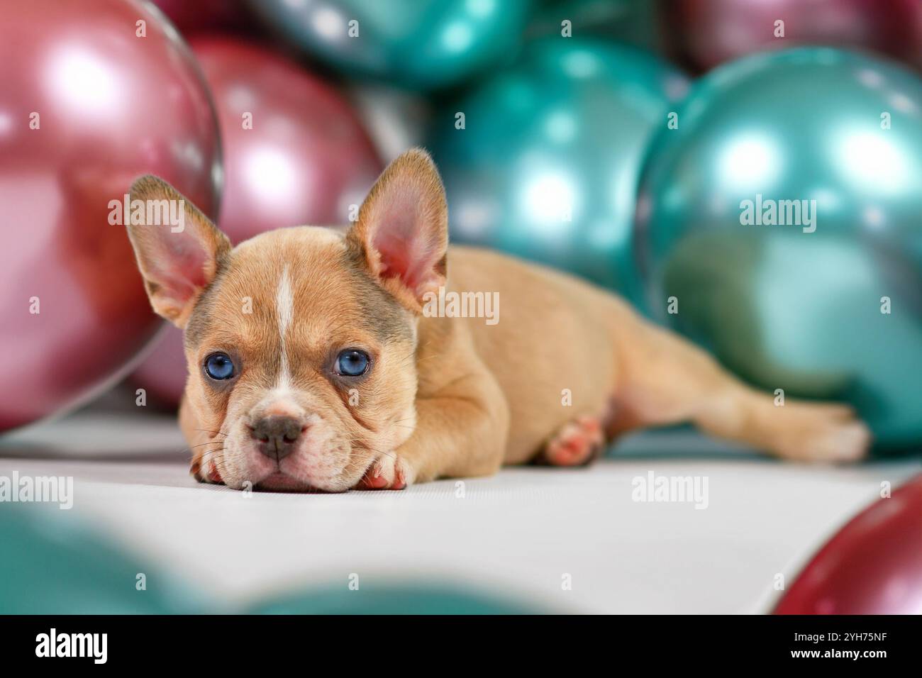 Giovane cucciolo di cane Bulldog francese sano sdraiato in fornt di palloncini colorati Foto Stock