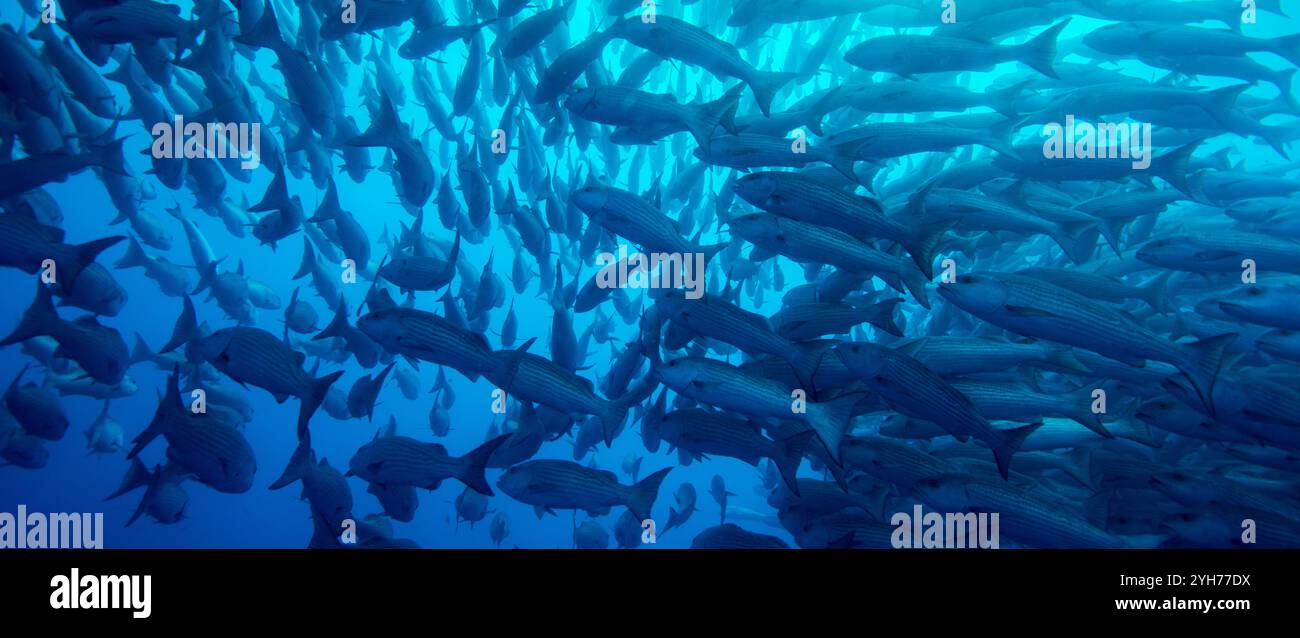 i jack di tiro all'isola dei cocos Foto Stock