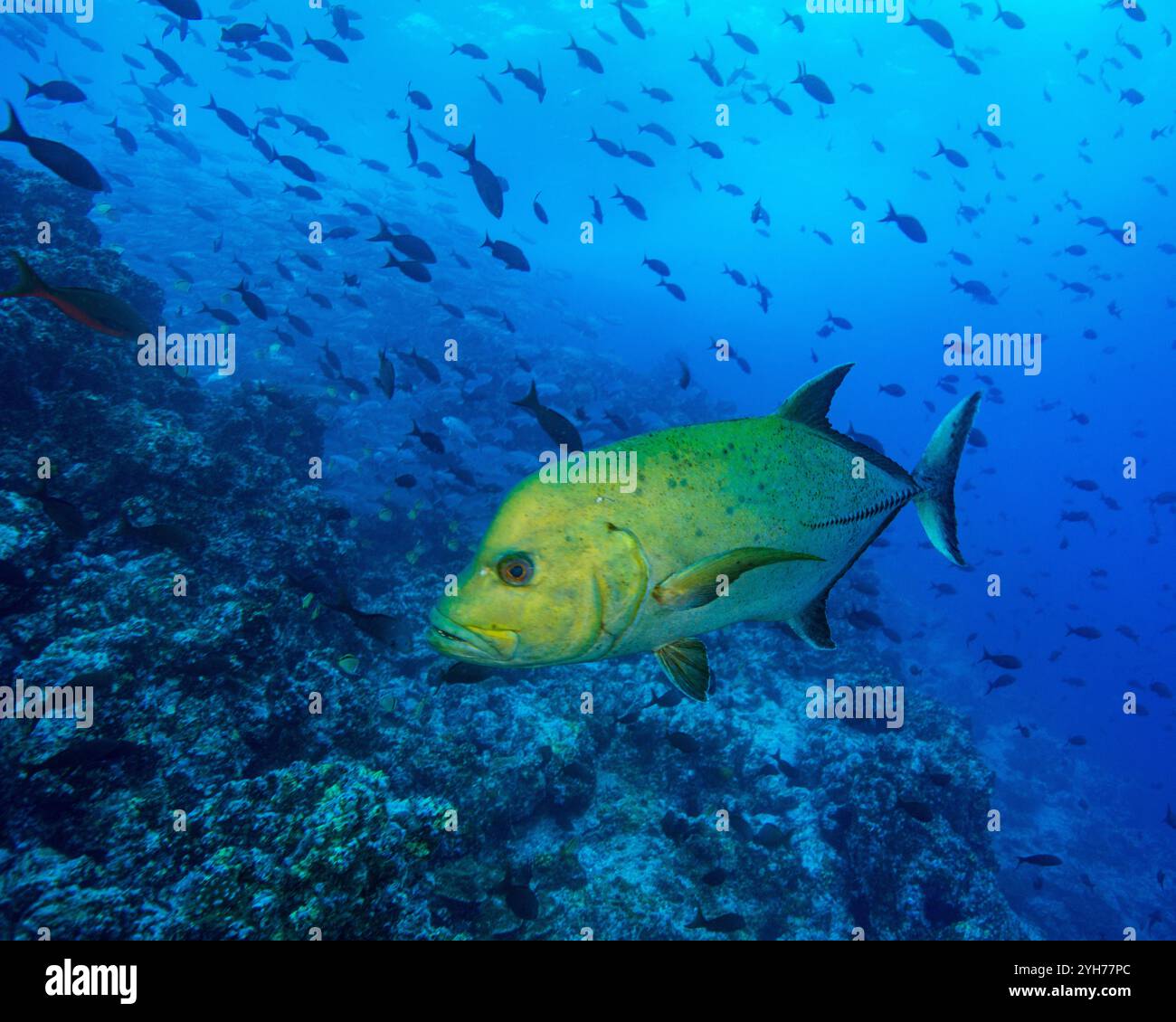 black jack cocos island Foto Stock