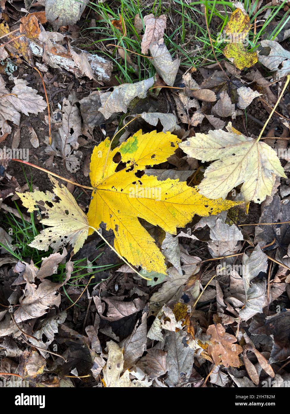 Foglie autunnali gialle e marroni cadute dall'albero di sicomoro, Suffolk, Inghilterra, Regno Unito Foto Stock