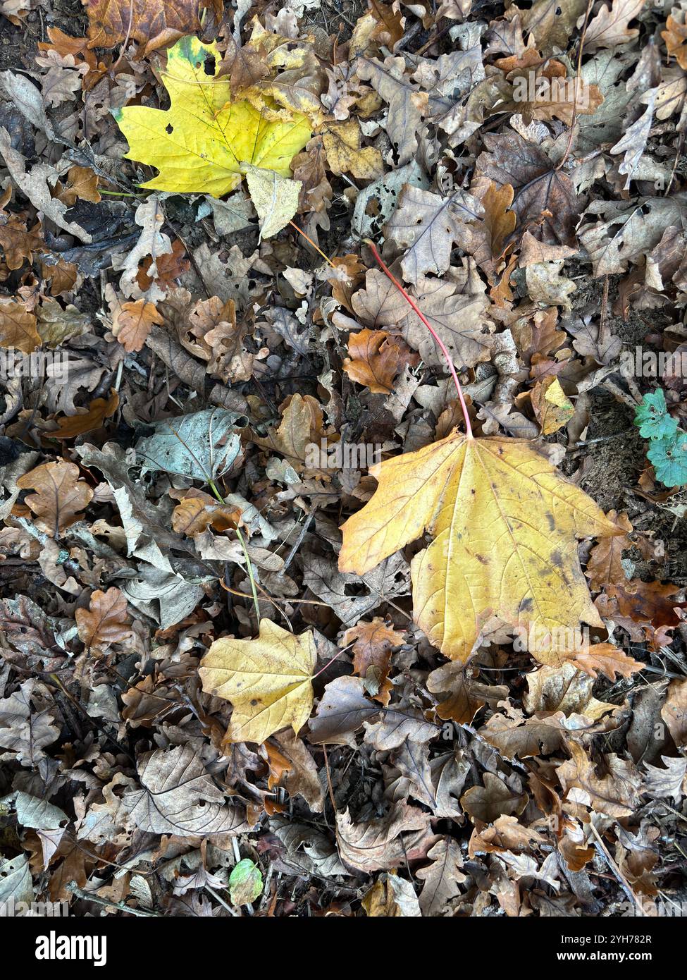 Foglie autunnali gialle e marroni cadute dall'albero di sicomoro, Suffolk, Inghilterra, Regno Unito Foto Stock