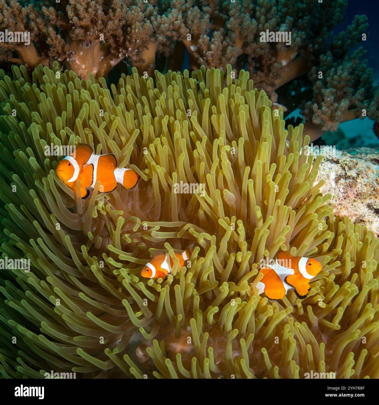 Clown occidentale-anemone Foto Stock