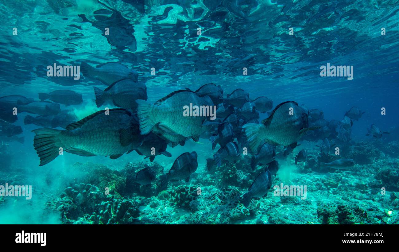 Humphead Parrotfish Sipidan Foto Stock