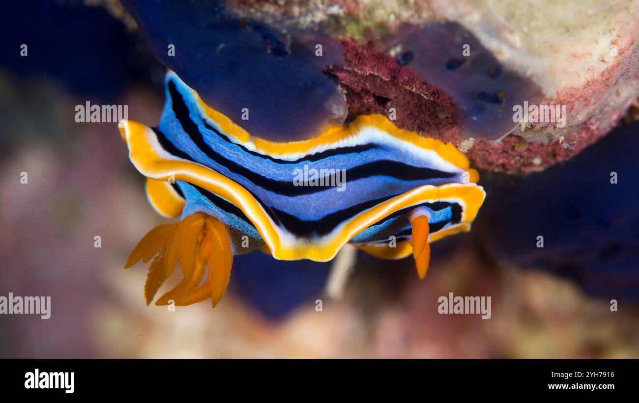 Chromdoris Annae Nudibranch Foto Stock